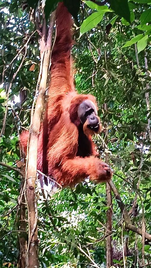 On The Rocks Bungalows, Restaurant And Jungle Trekking Tours Bukit Lawang Exterior photo