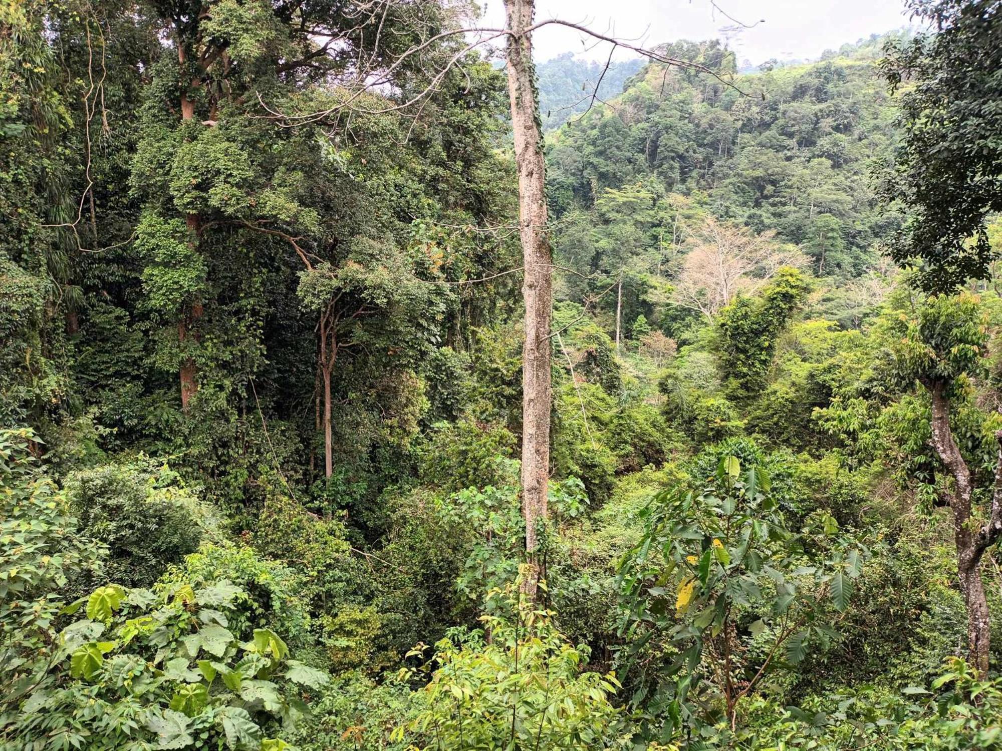 On The Rocks Bungalows, Restaurant And Jungle Trekking Tours Bukit Lawang Exterior photo