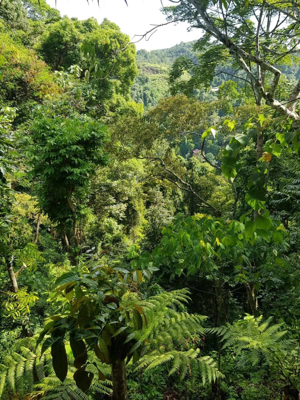 On The Rocks Bungalows, Restaurant And Jungle Trekking Tours Bukit Lawang Exterior photo